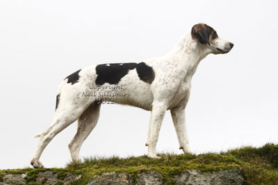 Fell Fox Hound by Neil Salisbury Betty Fold Gallery